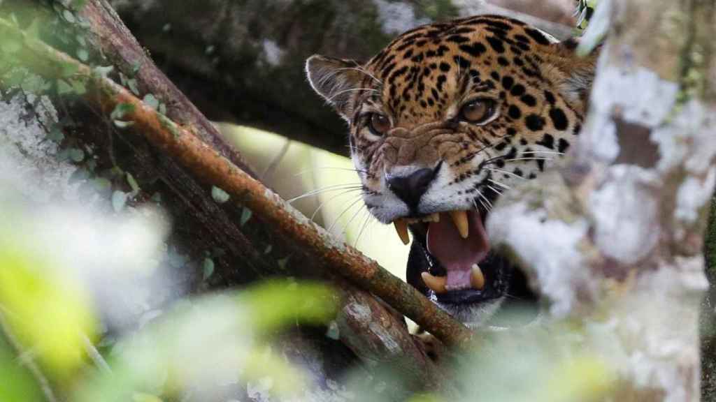 El jaguar es una especie endémica del continente americano.
