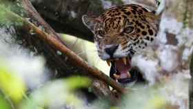 El jaguar es una especie endémica del continente americano.