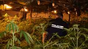 Un agente de la Policía Nacional en una de las plantaciones de cannabis descubiertas.