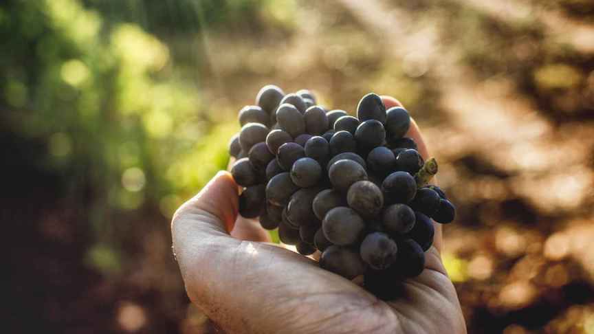 En Galicia también hay vinos tintos: las uvas que debes conocer y los vinos que tienes que probar