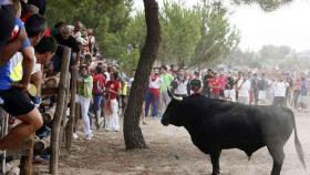 Toro de la Vega en Tordesillas