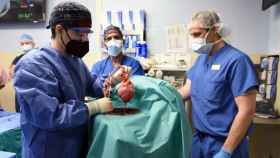 Los cirujanos muestran el corazón de cerdo trasplantado.