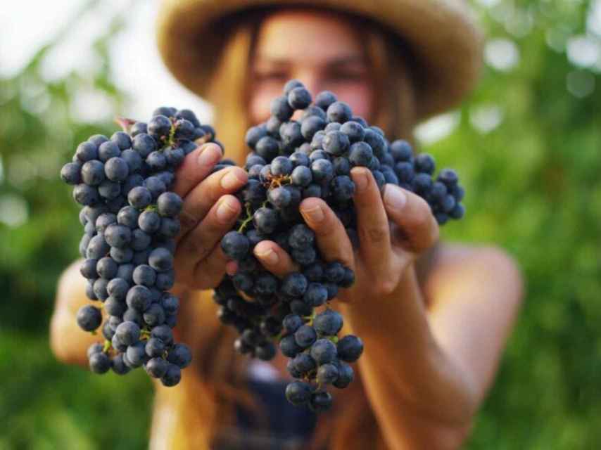 Los vinos tintos gallegos están en pleno auge