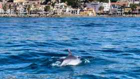 Uno de los delfines avistados.