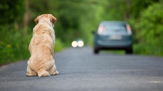 Imagen de archivo de un perro en una carretera.