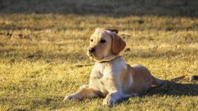 La raza de perro típica de cada país