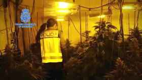 La Policía interviene 4.200 plantas de marihuana en naves industriales de Alicante.