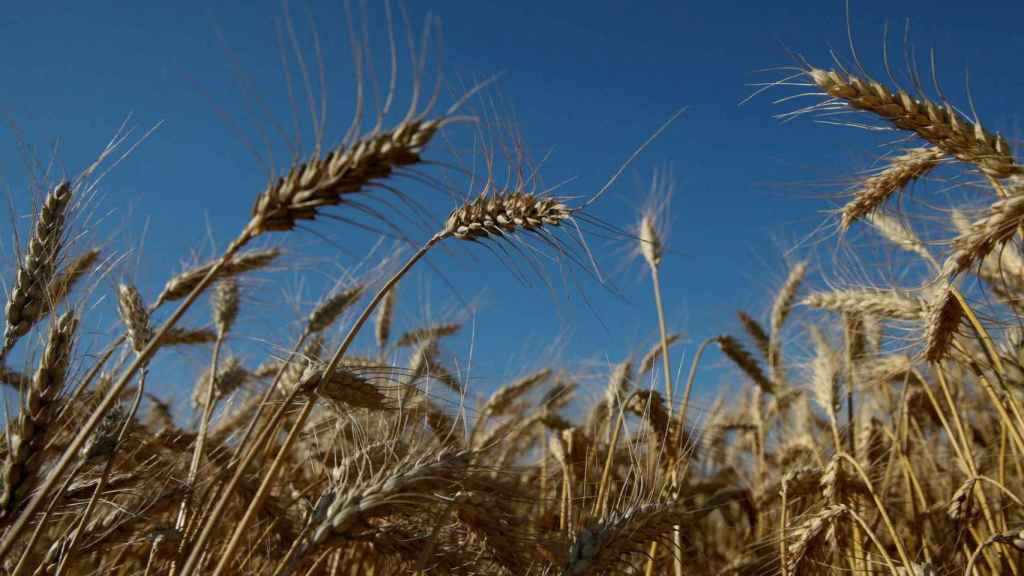 Un campo de trigo en la región de Kiev