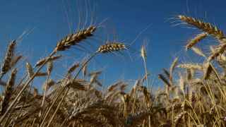 El giro inesperado de la India que puede agravar la inflación: prohíbe las exportaciones de trigo