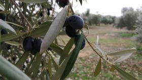 Aceitunas en un olivar andaluz.