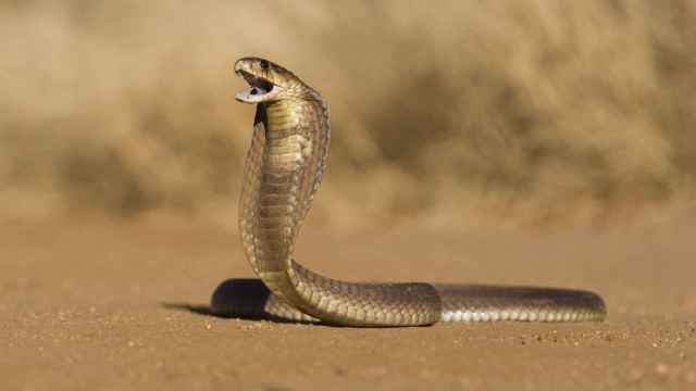 Serpientes o escorpiones: el cambio climático podría alterar la distribución de las especies venenosas