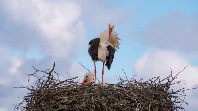 Cigüeña en lo alto de un nido