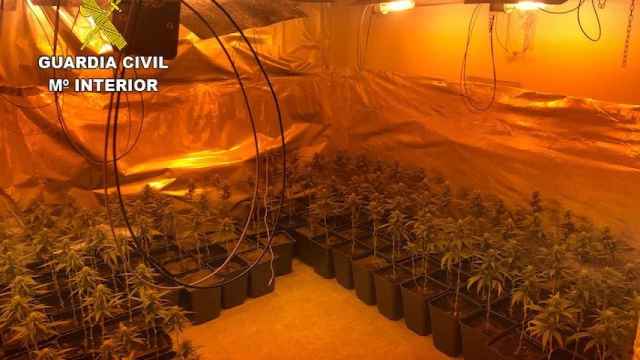 La Guardia Civil investiga a dos personas e interviene una plantación de marihuana en Yepes (Toledo)