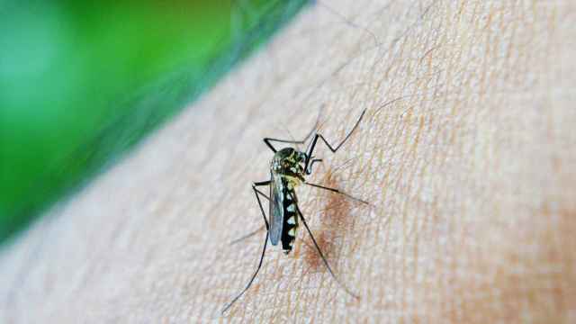 Los colores que más atraen a los mosquitos y que tienes que evitar