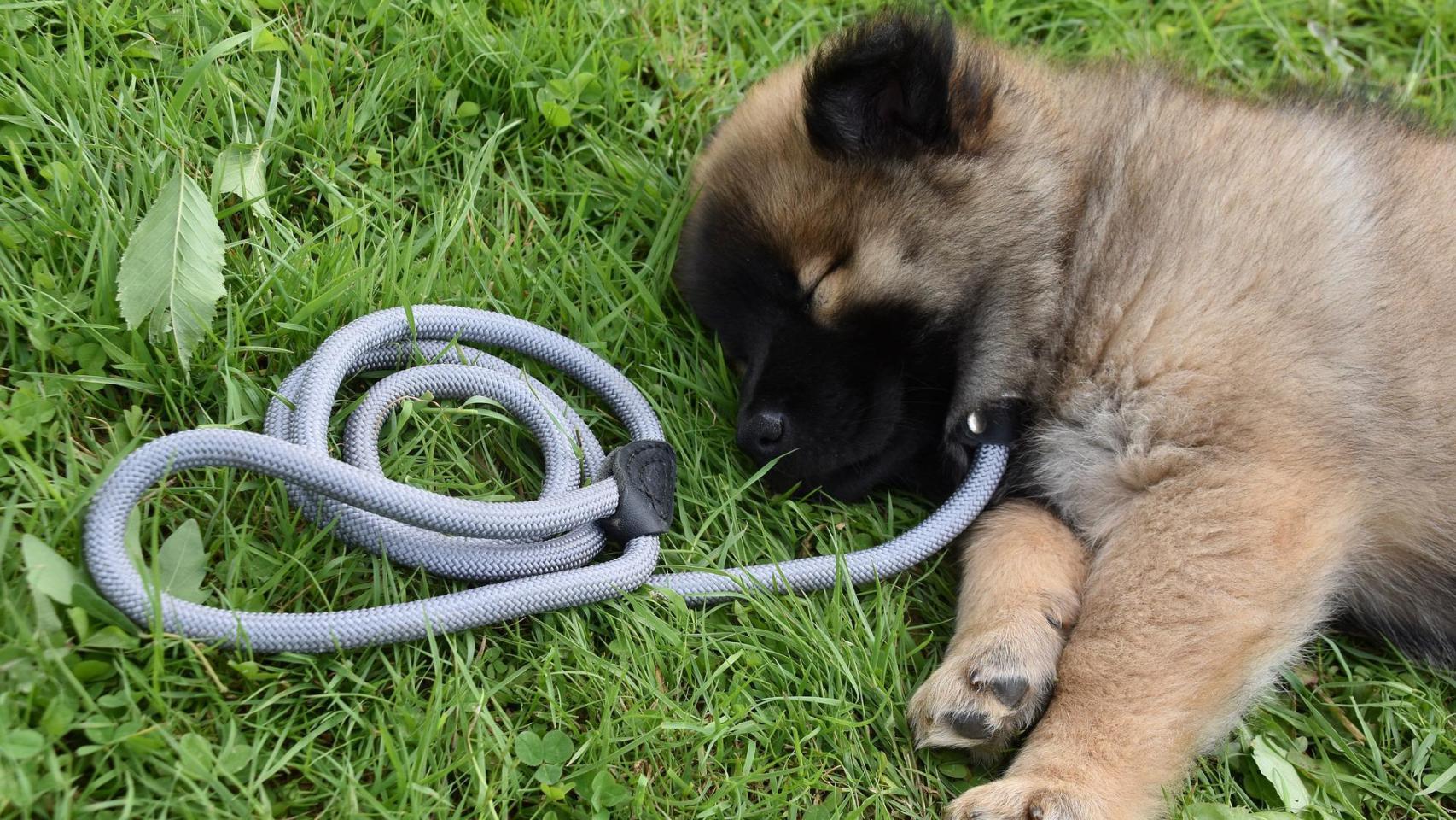 Qué significa soñar con perros, el significado de los sueños