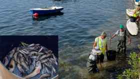 Un grupo de operarios, este miércoles, retirando los peces muertos de una playa de Santiago de la Ribera en San Javier.