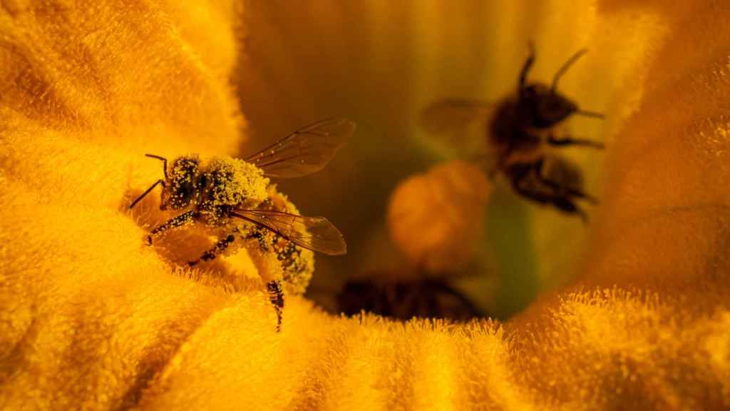 Es esencial la dotación de las abejas para la alimentación.