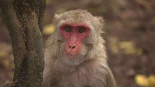 La viruela del mono se extiende: Italia, Suecia, Portugal, EEUU... y la OMS pide rastrear contactos