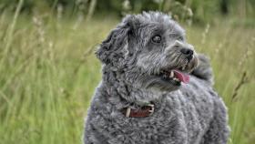 El motivo por el que no debes cortar el pelo a tu perro en verano