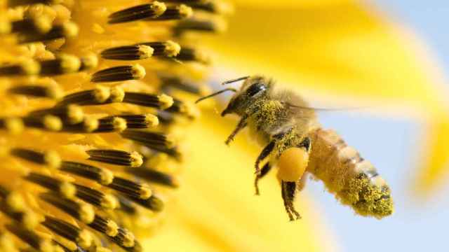 Imagen de archivo de una abeja polinizando una flor.
