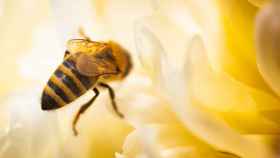 Las abejas son esenciales polinizadores.