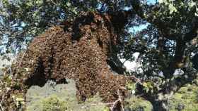 Enjambre de abejas cerca de la colmena en Salamanca