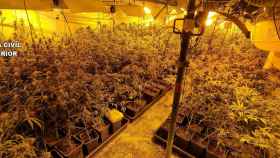 Gran plantación de marihuana en un sótano oculto en un garaje de Santa Olalla (Toledo)