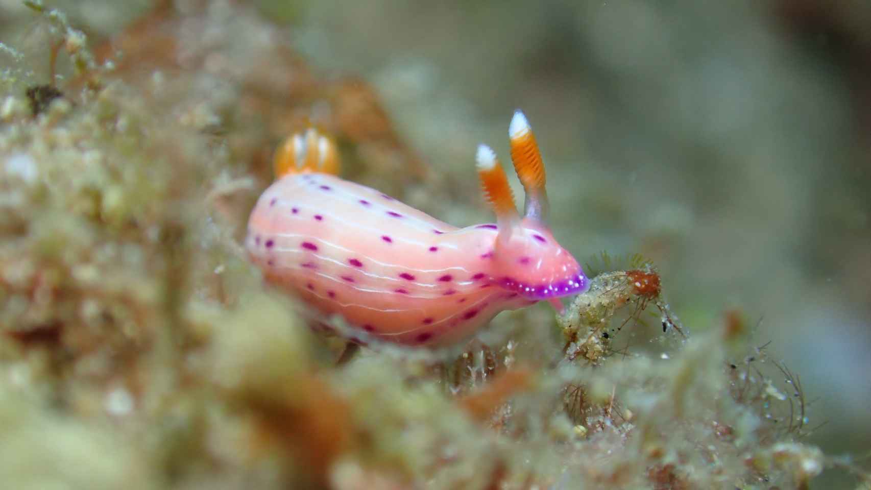 El color rosa que existe en el fondo del mar: las mas de 30 fotografías que captan la magia de los océanos