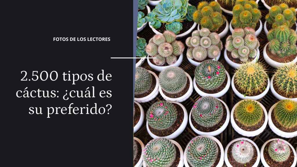 Existen 2.500 tipos de cactus : ¿cuál es su preferido?  ¡Mande su foto!