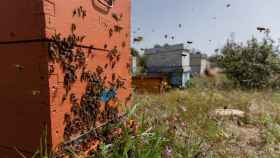 Una familia de abejas de regreso a su colmena. Foto: Europa Press.
