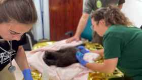 Trasladan a un centro de recuperación de animales silvestres a un osezno que un vecino de Igüeña (León) encontró en mal estado