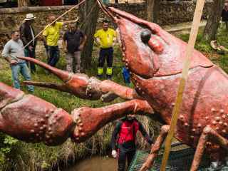 Un cangrejo gigante de 900 kilos invade las aguas del Duero