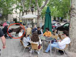 Un poni sorprende a los vallisoletanos 'tomando una cerveza' en una terraza en pleno centro