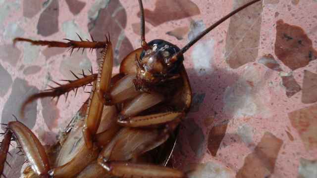 Las cucarachas siguen vivas sin cabeza: ¿verdad o ficción?
