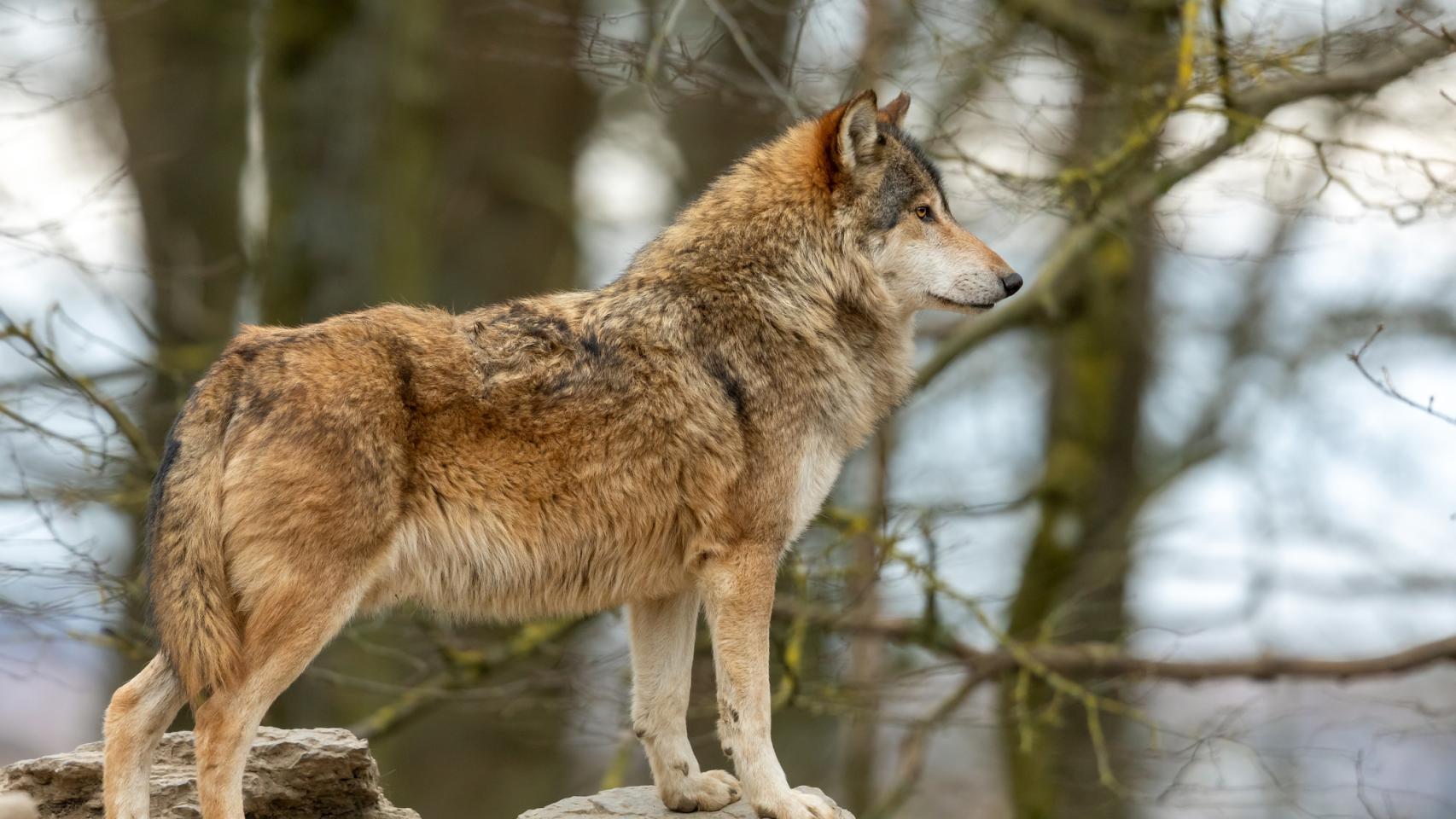 Castilla y León permitirá la caza excepcional del lobo en cuanto encuentre  “una mínima seguridad jurídica”