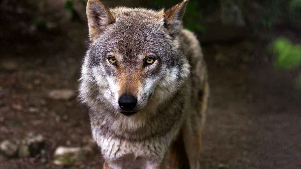 Imagen de un lobo, una especie protegida en España.