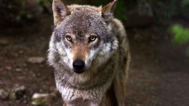 Imagen de un lobo, una especie protegida en España.