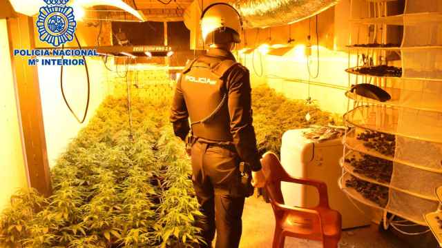 La Policía Nacional interviene 2.881 plantas de marihuana en la provincia de Guadalajara