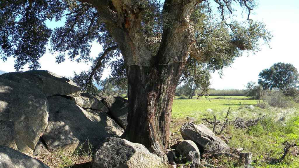 El alcornoque es el árbol del que se extrae el corcho. FOTO: Pixabay.