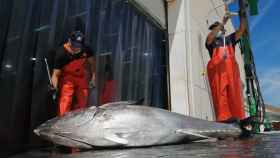 Trabajadores de Gadira, la mayor comercializadora de atún rojo salvaje de almadraba, descargan un ejemplar en el puerto de Barbate.