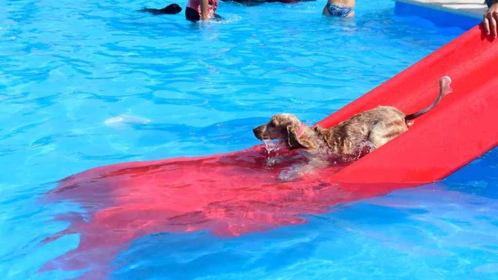 Un perro disfruta en la piscina de Trust Resort Ondara.