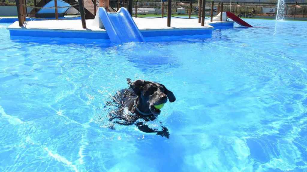 Trust Resort Ondara cuenta con una de las piscinas para perros más grandes de España.