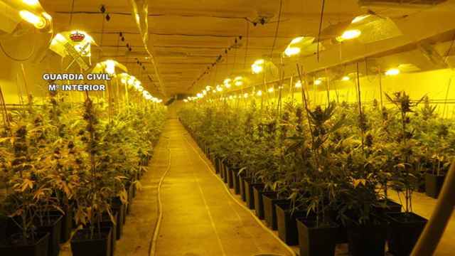 Plantación de marihuana intervenida en un pueblo de Cuenca