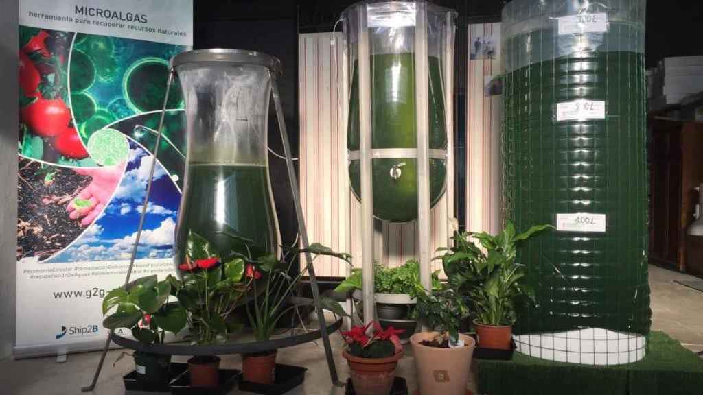 visión mezclador filósofo El kit definitivo para cultivar microalgas: el bioestimulante que purifica  el aire, regenera suelos y trata agua industrial