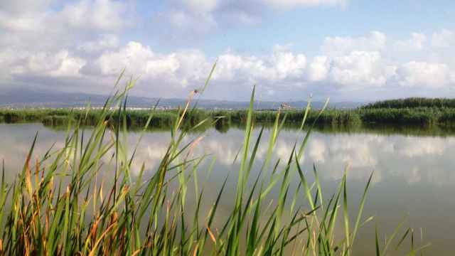 Los Humedales del Delta del Ebro declarados reserva natural de fauna salvaje.