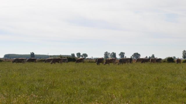 Imagen de archivo de un campo de los regadíos del Páramo leonés