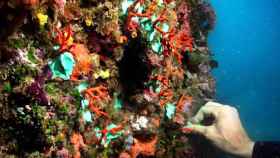 Coral rojo en las islas Medas