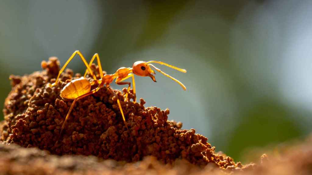 Imagen de archivo de una especie de hormiga invasora.
