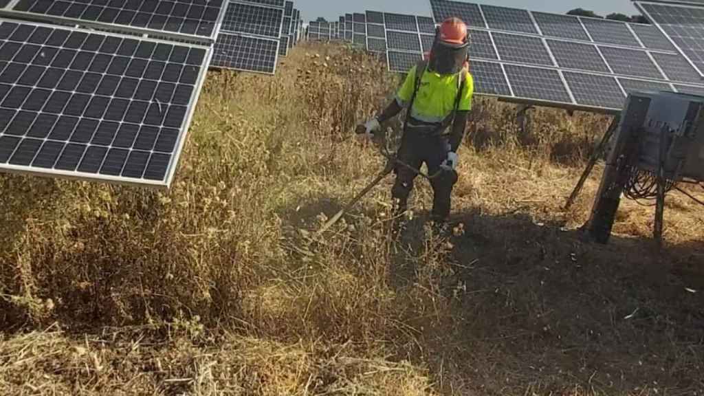 Empleado de Obras y Pavimentos MAN en uno de los parques solares de Endesa en Mallorca.