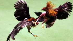 Gallos peleando, en imagen de archivo.